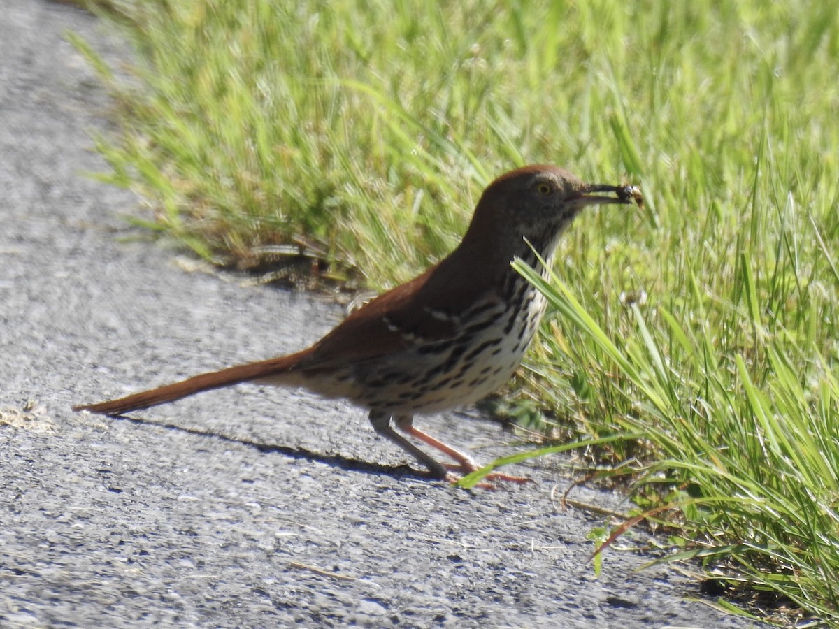 Brown Thrasher - Nancy Tully