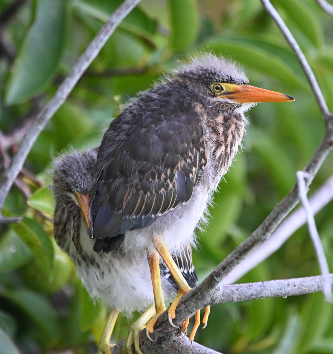 Green Heron - Paula Gatrell