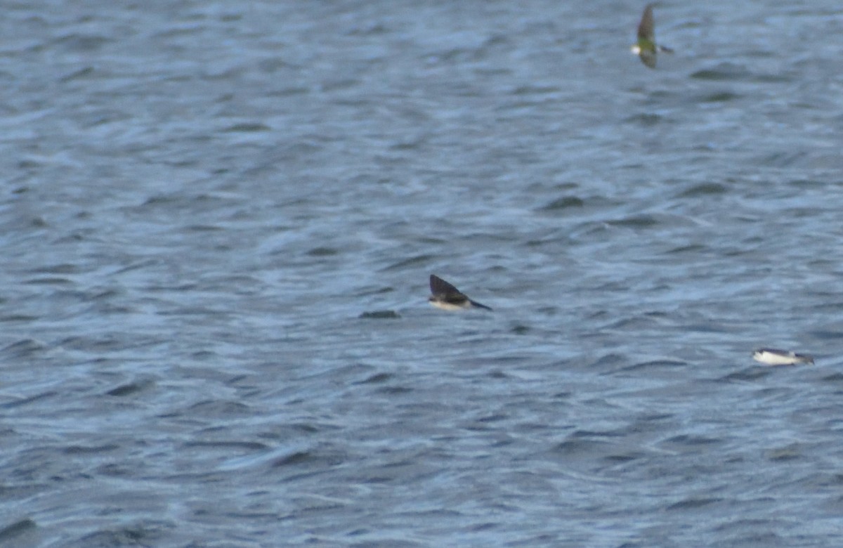 Tree Swallow - Robert Tonge