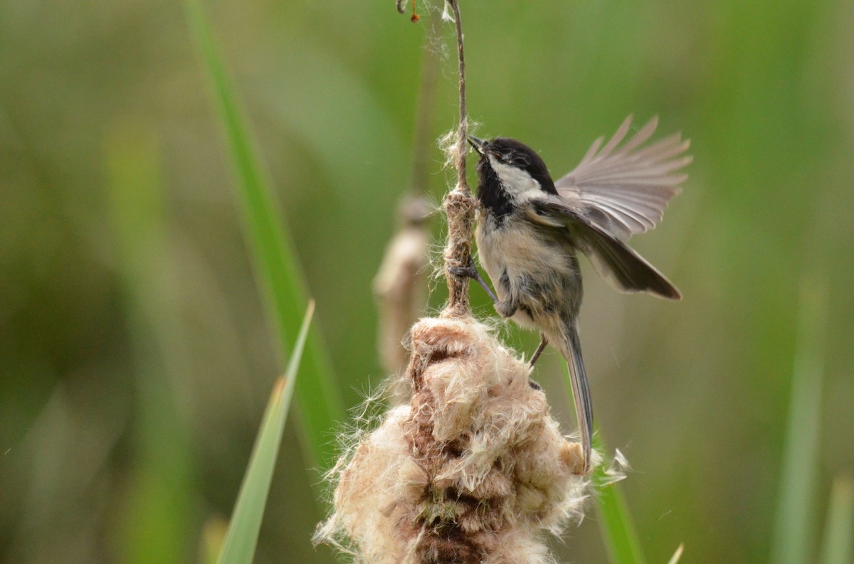 Black-capped Chickadee - ML619533549