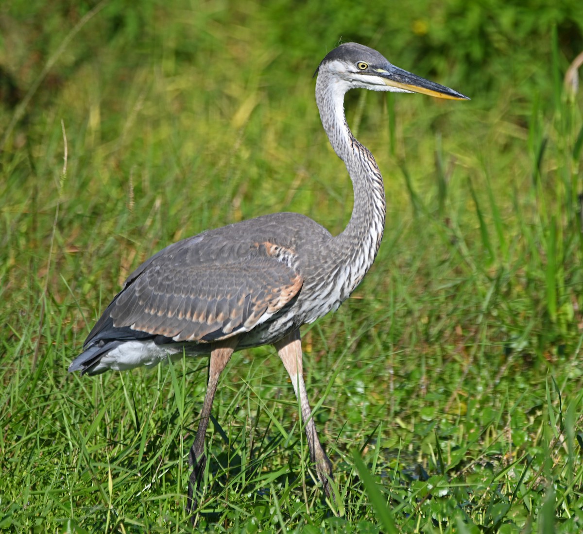 Great Blue Heron - Paula Gatrell