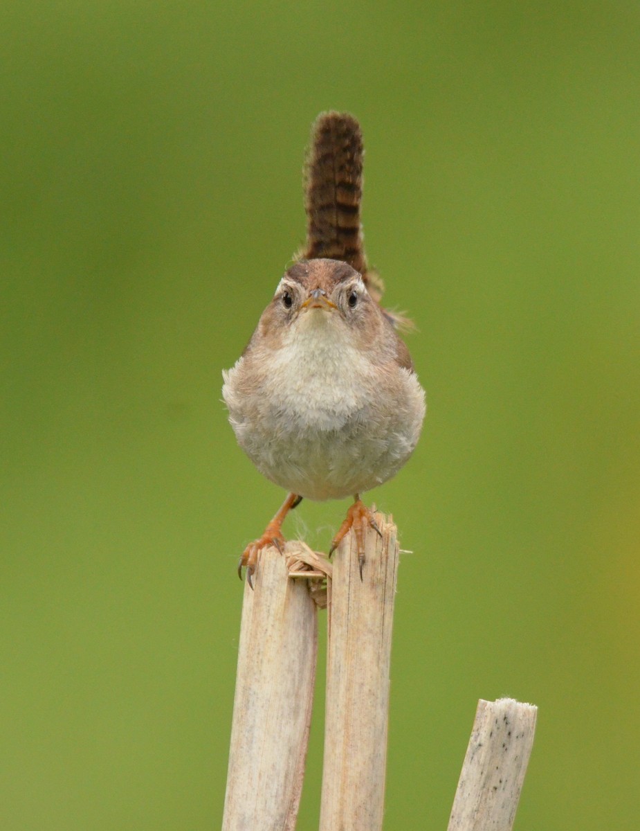 Marsh Wren - ML619533556