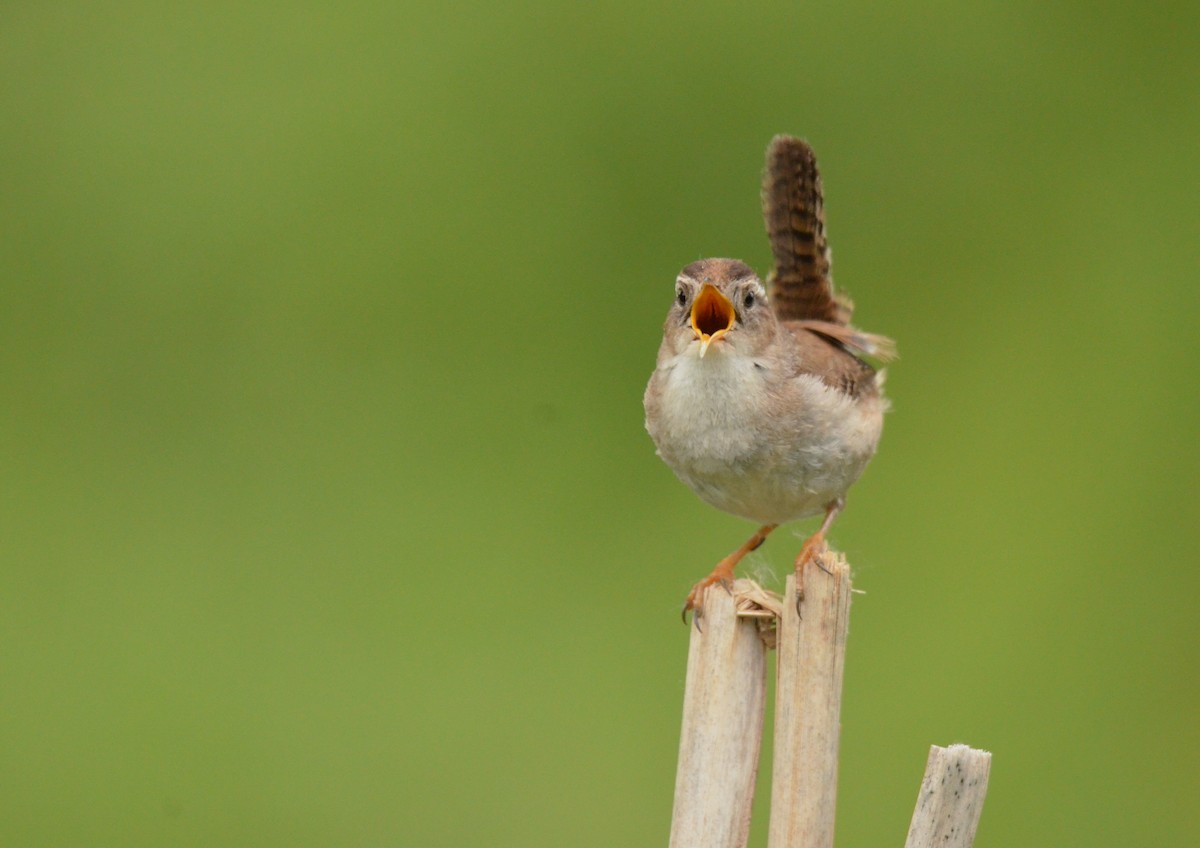 Marsh Wren - Matthew Dickerson