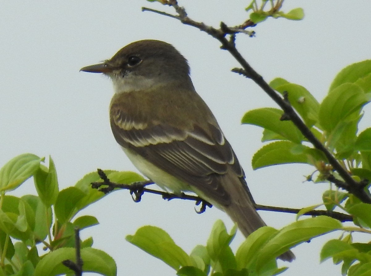 Willow Flycatcher - Steve Aram