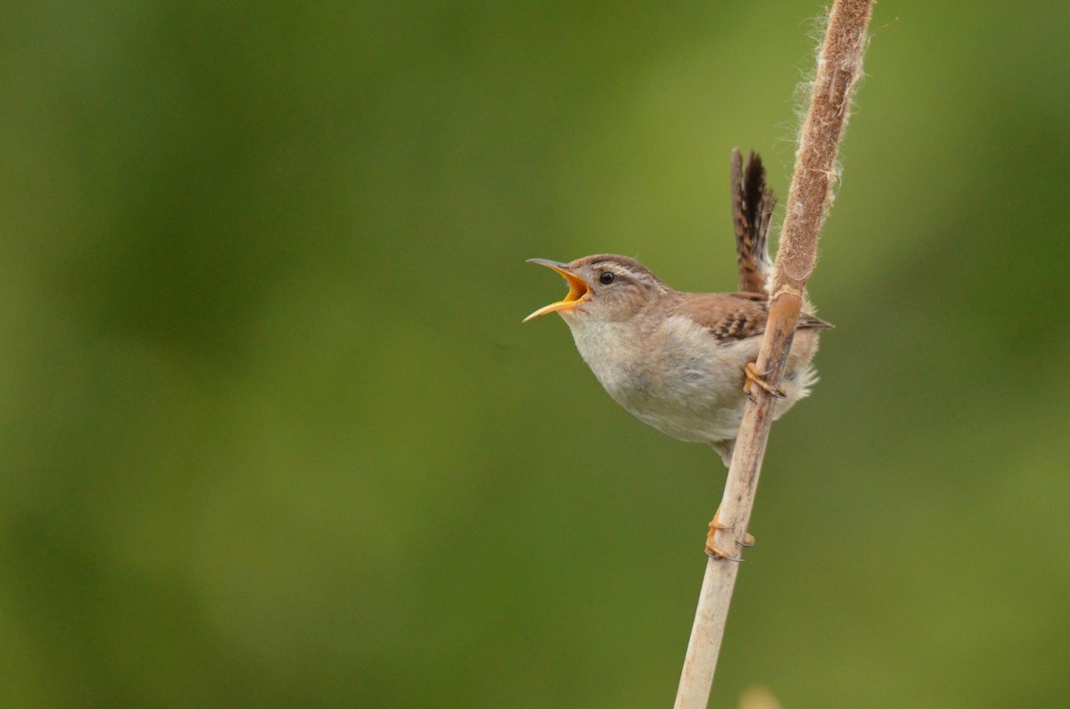 Marsh Wren - ML619533560