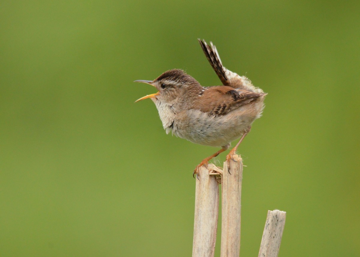 Marsh Wren - ML619533561