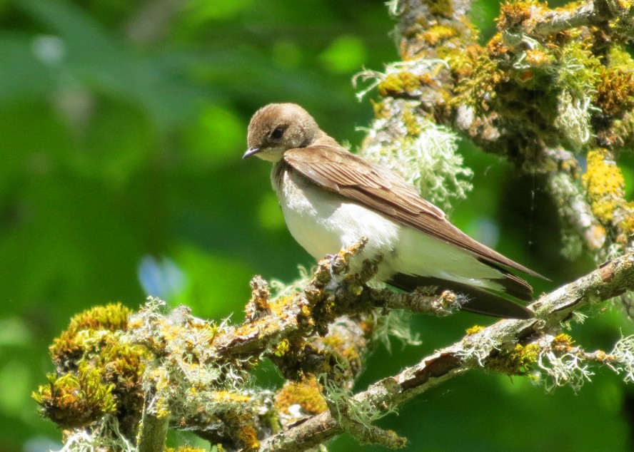 Northern Rough-winged Swallow - Lisa Genuit