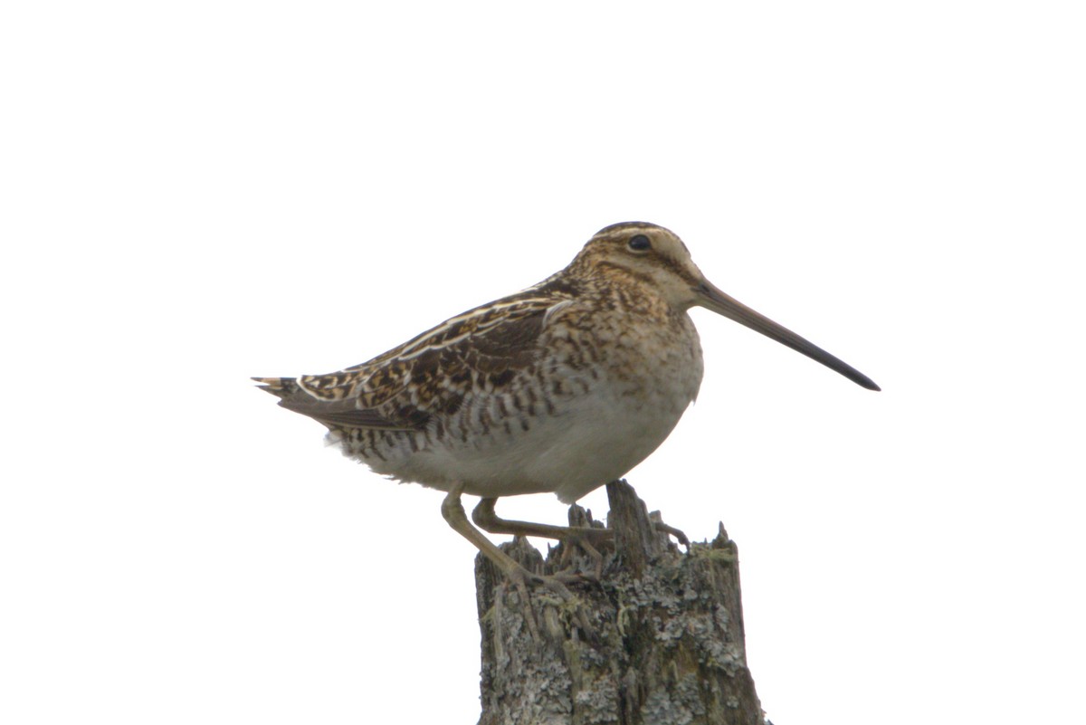 Wilson's Snipe - Michel Marsan