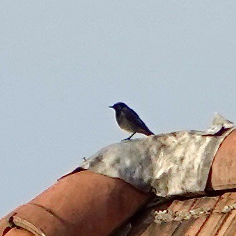 Black Redstart - John Beckworth