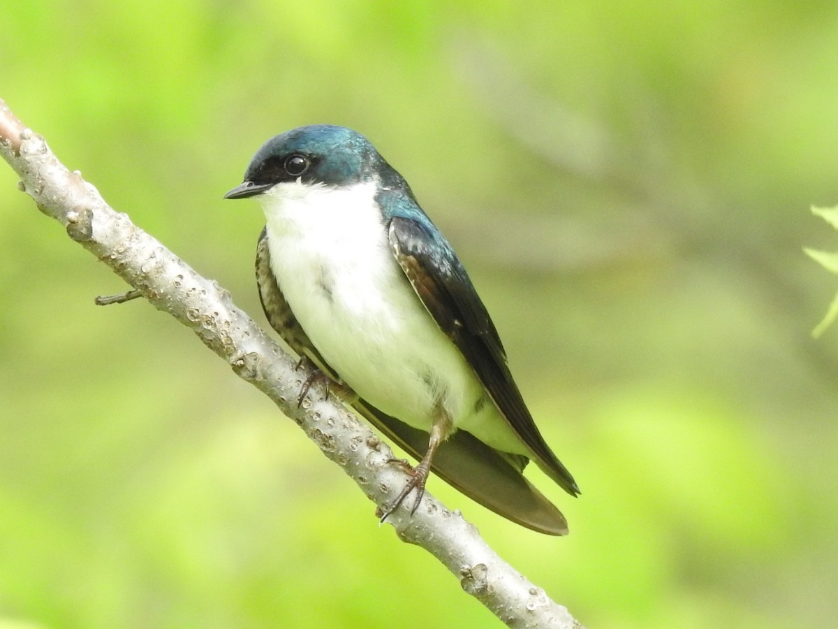 Tree Swallow - Steve Aram