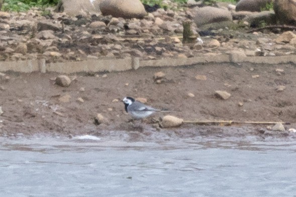 White Wagtail (White-faced) - Jon White