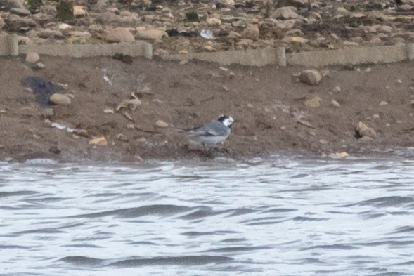 White Wagtail (White-faced) - Jon White