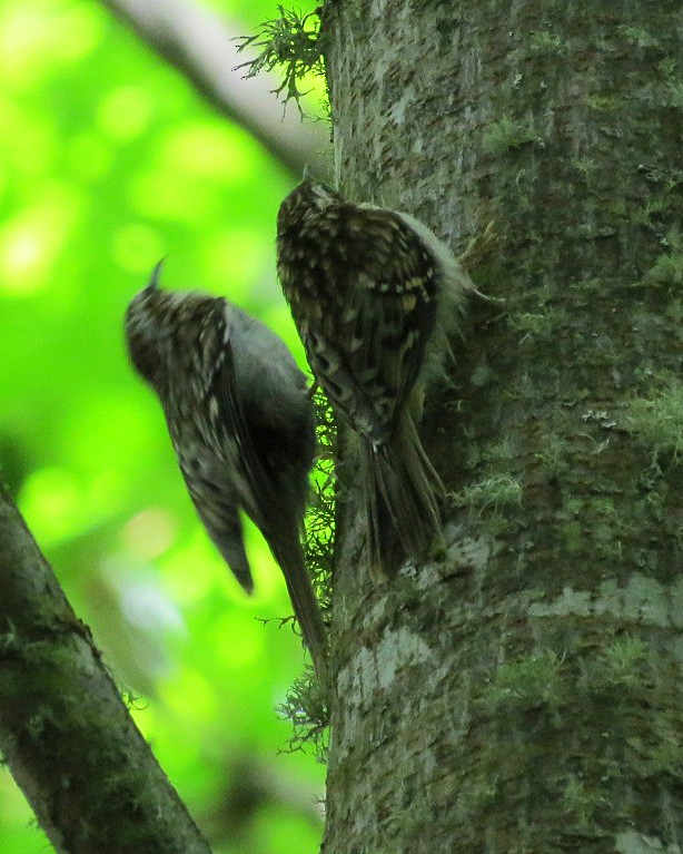 Brown Creeper - Lisa Genuit