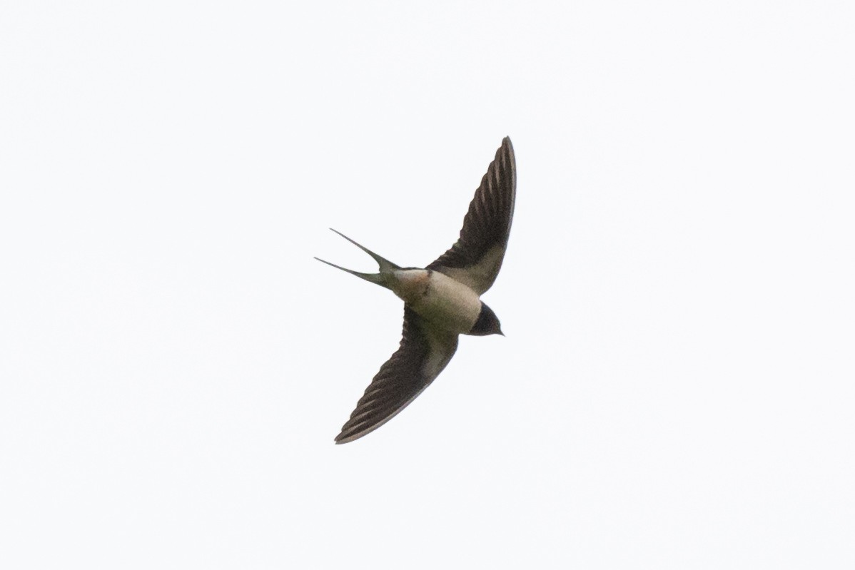 Barn Swallow - Jon White