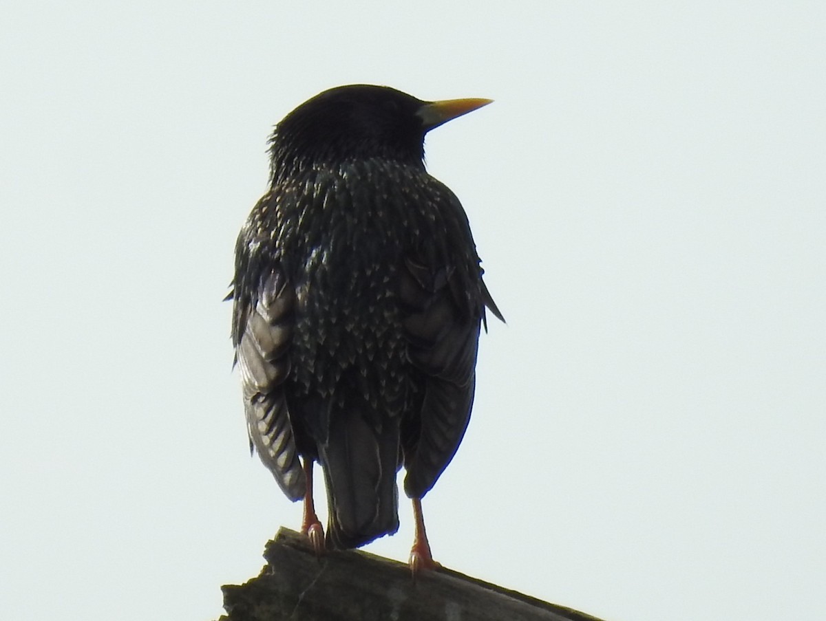 European Starling - Steve Aram