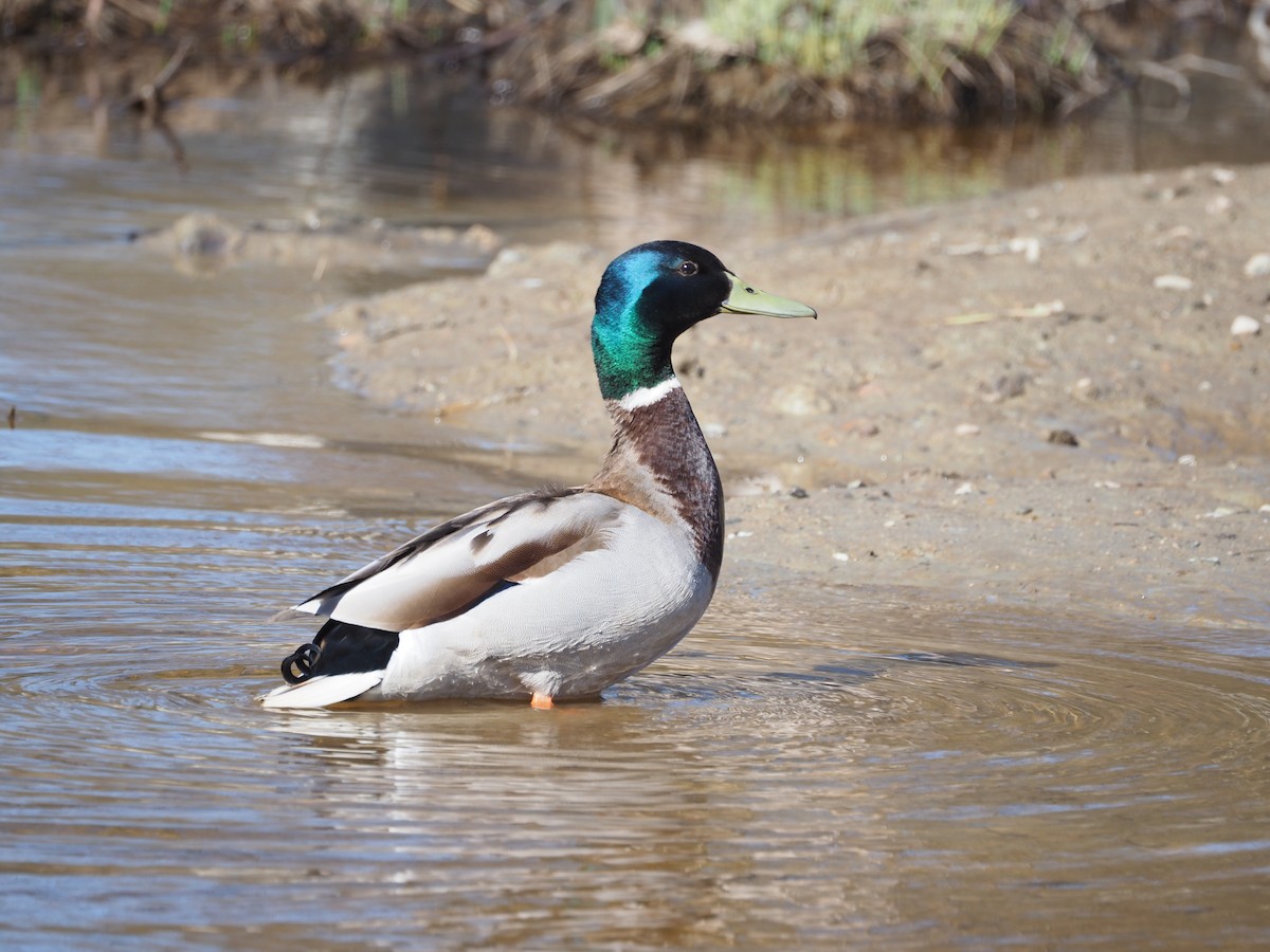 Mallard - Susan Blackford