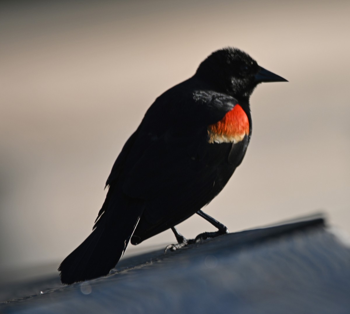 Red-winged Blackbird - Paula Gatrell