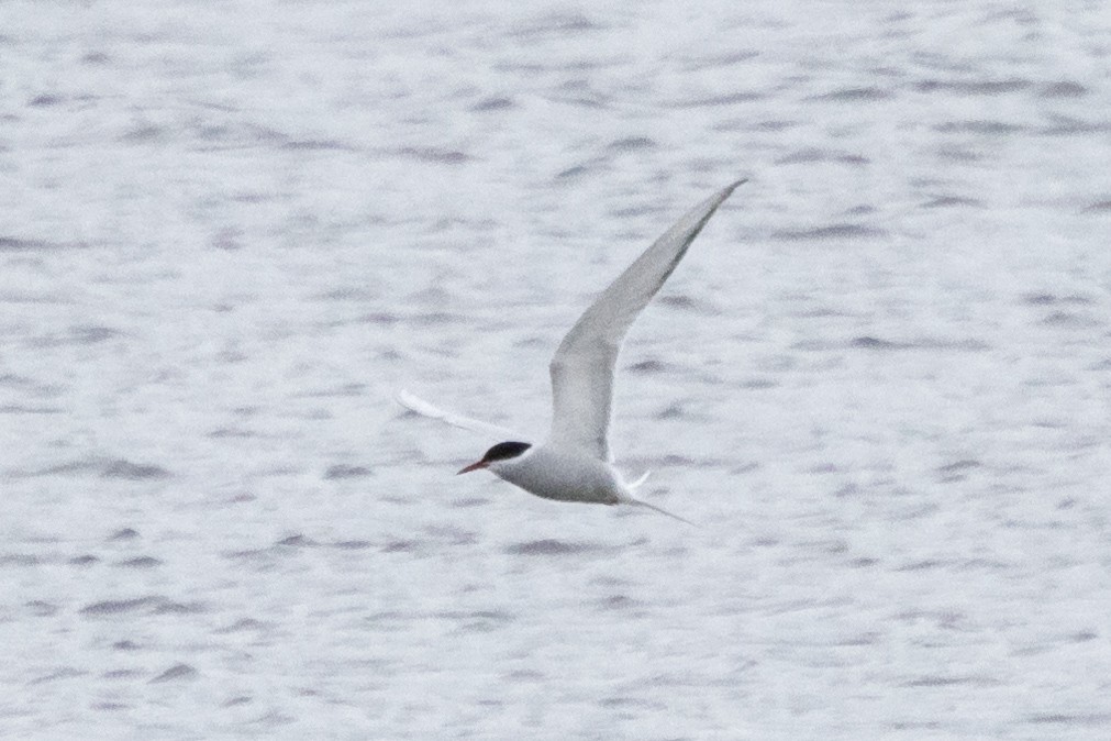 Arctic Tern - Jon White