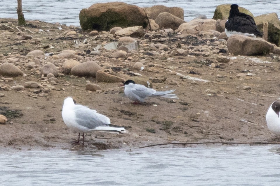 Arctic Tern - Jon White