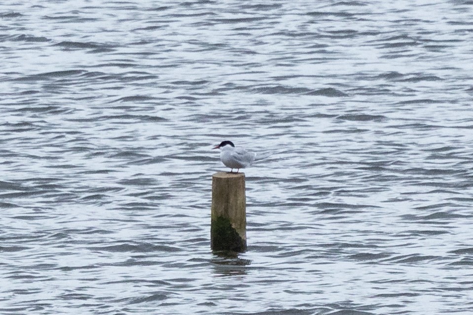 Arctic Tern - Jon White