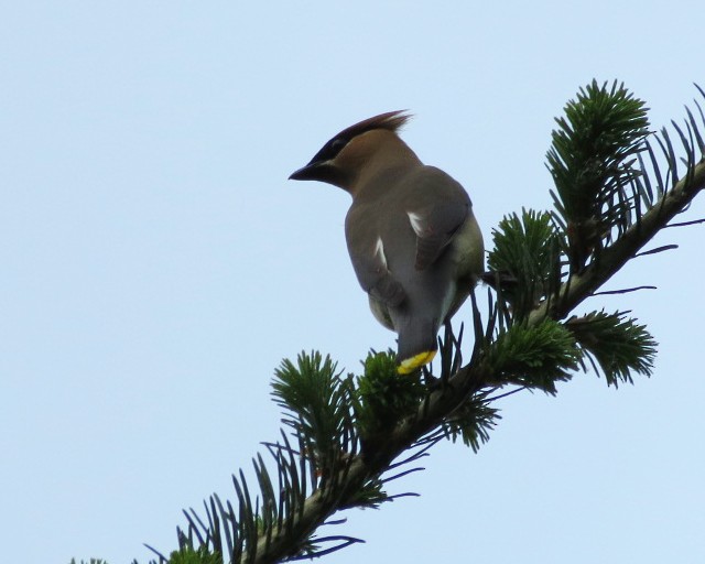 Cedar Waxwing - Lisa Genuit