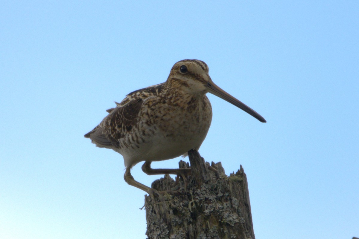 Wilson's Snipe - Michel Marsan