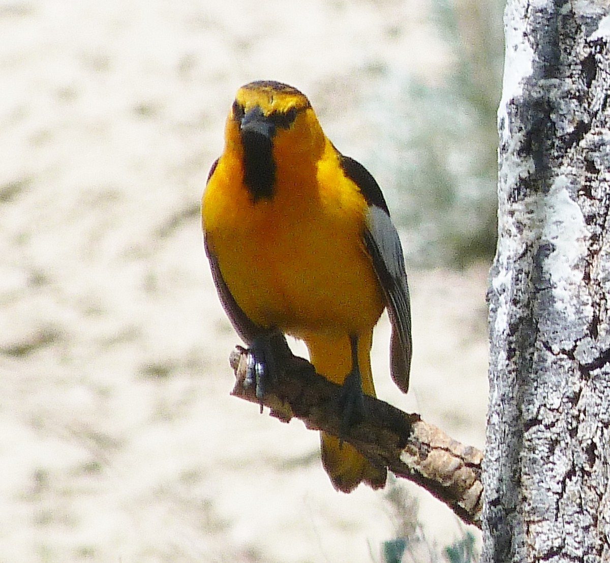 Bullock's Oriole - Kenneth Stinchcomb