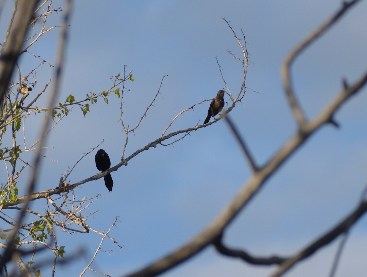 Common Grackle - Robert Tonge