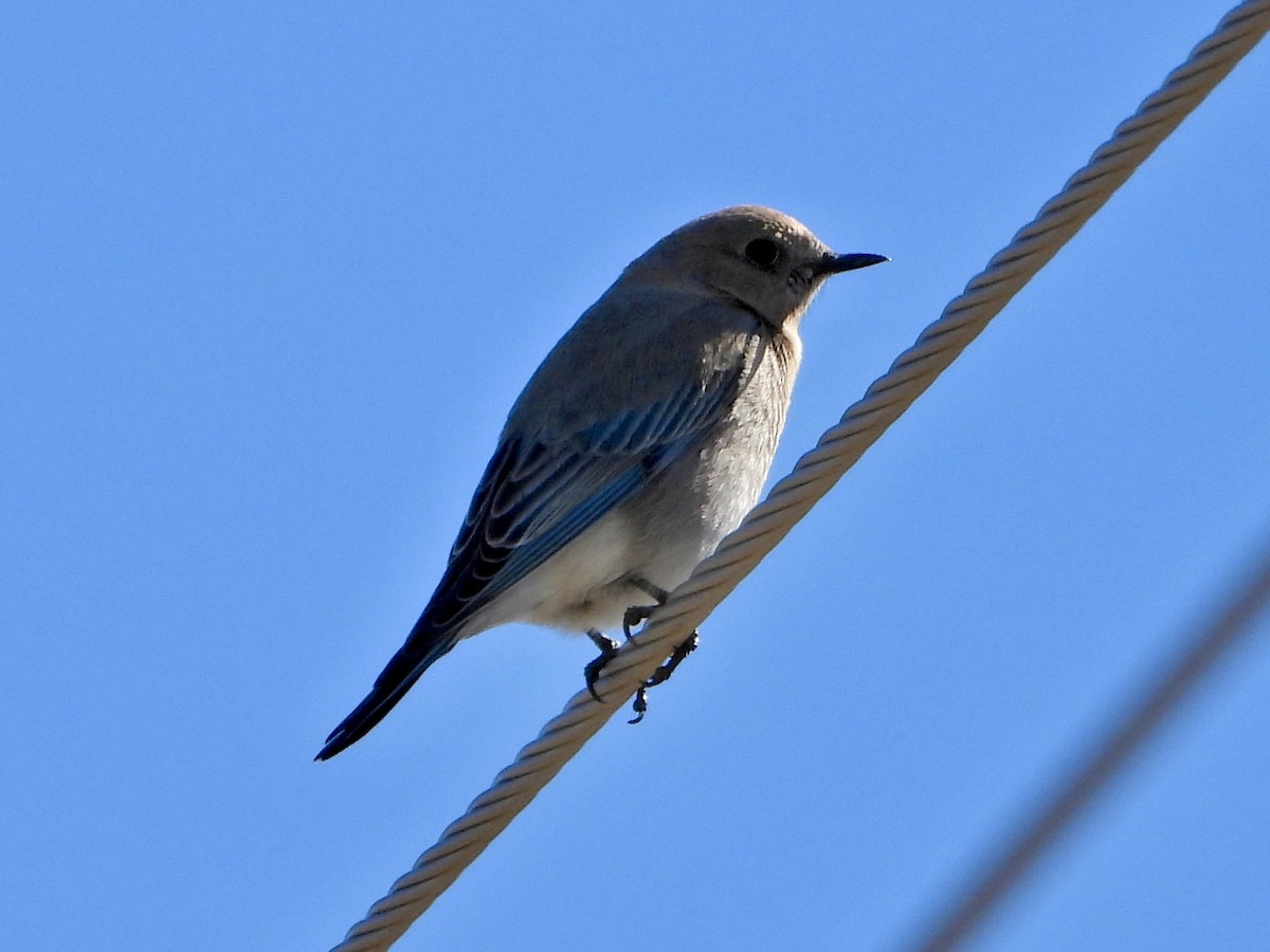 Mountain Bluebird - ML619533616