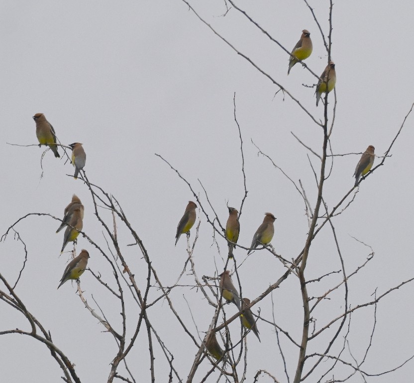 Cedar Waxwing - Steve Davis