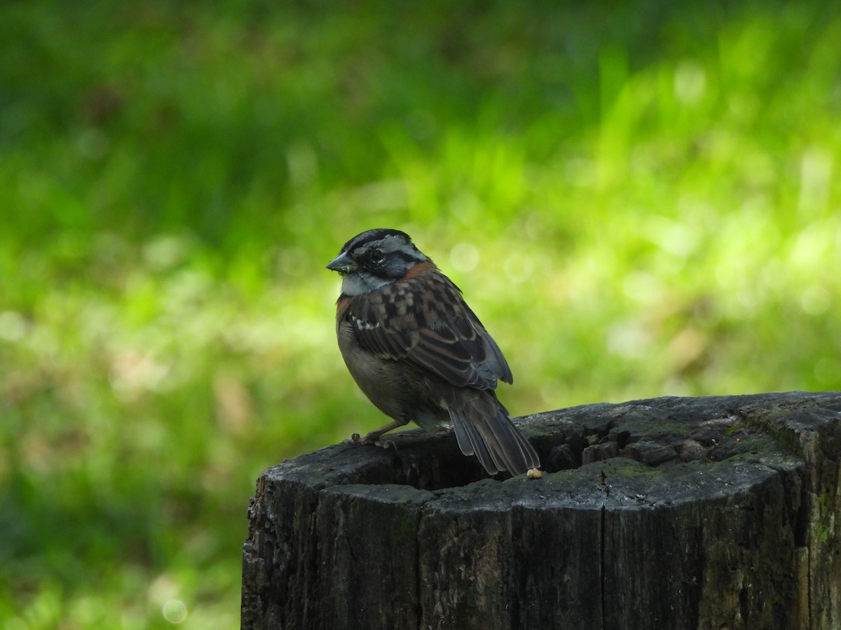 Rufous-collared Sparrow - Gino Guachamín