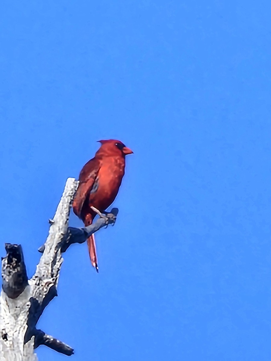 Northern Cardinal - Martin Mann