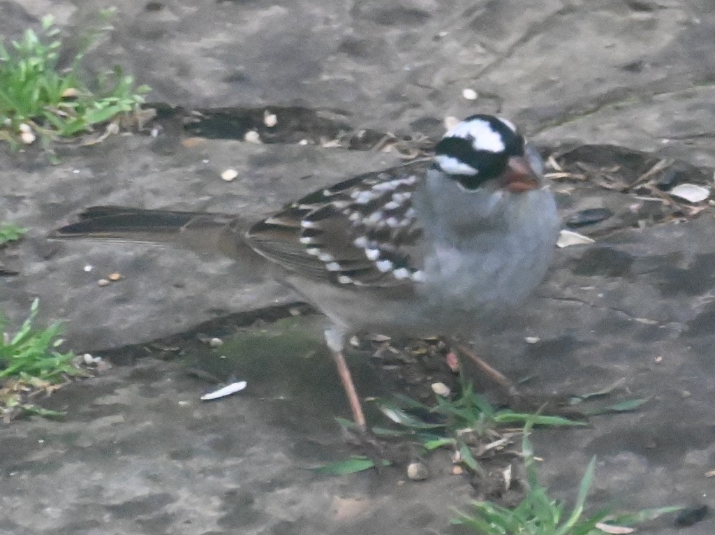 White-crowned Sparrow - Steve Davis