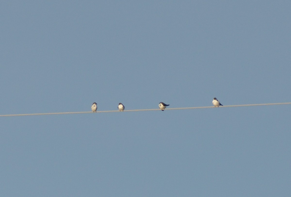 Violet-green Swallow - Robert Tonge