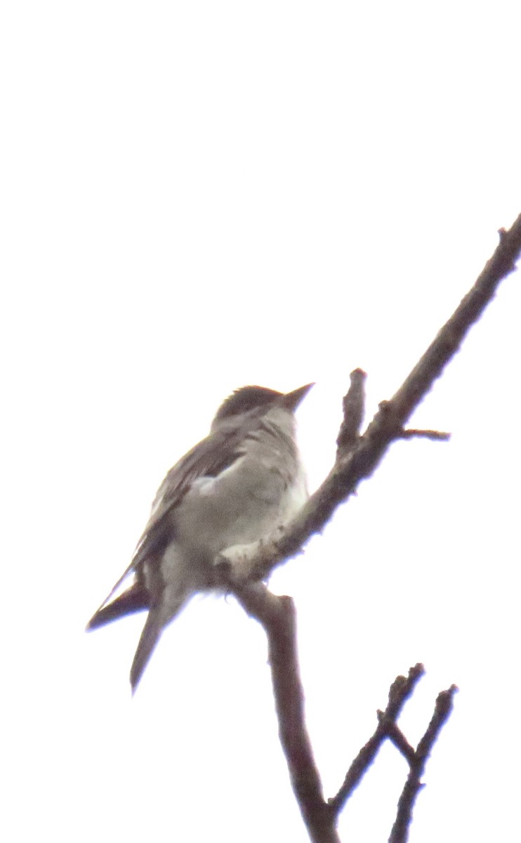 Olive-sided Flycatcher - Nancy Salem