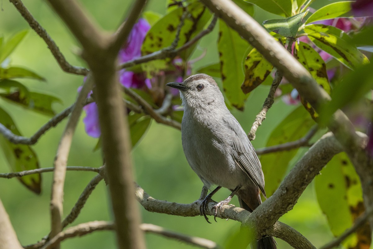 Gray Catbird - Liz Pettit