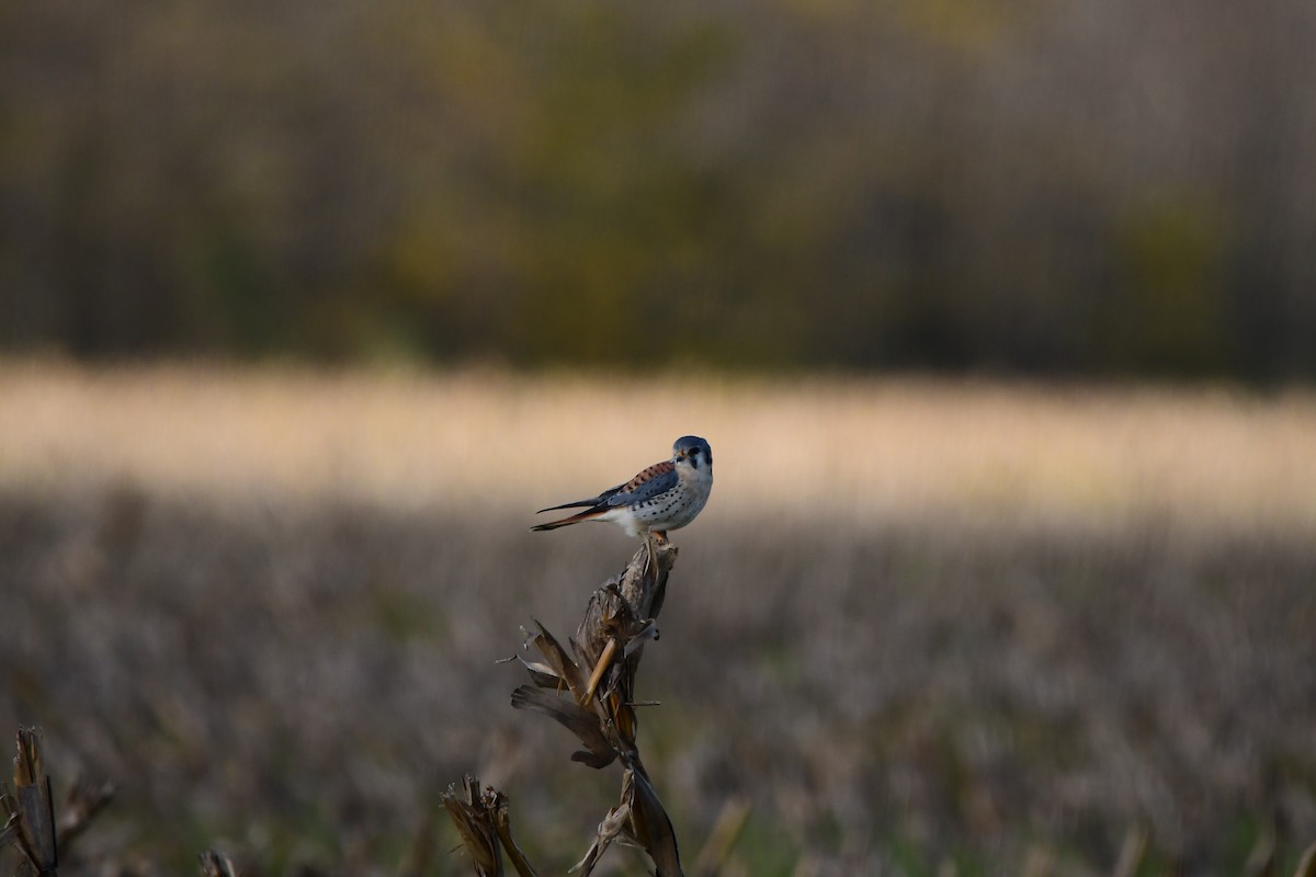 American Kestrel - ML619533648