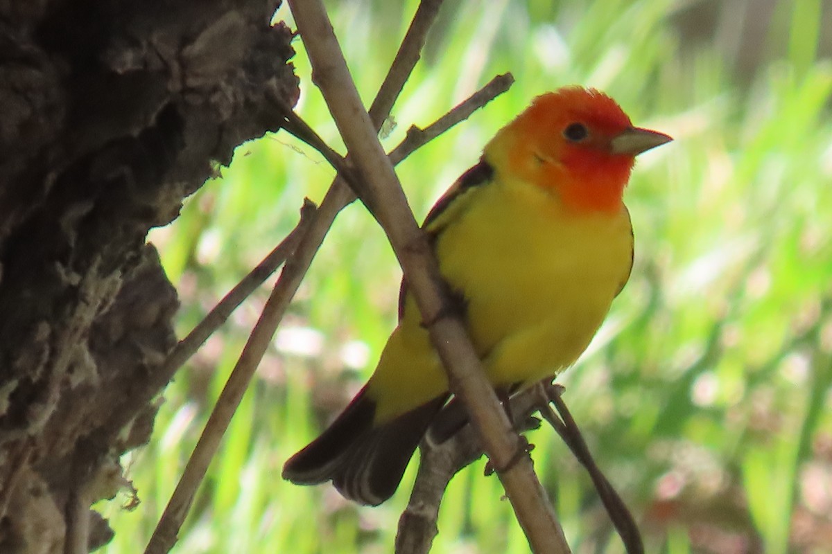 Western Tanager - David Orth-Moore
