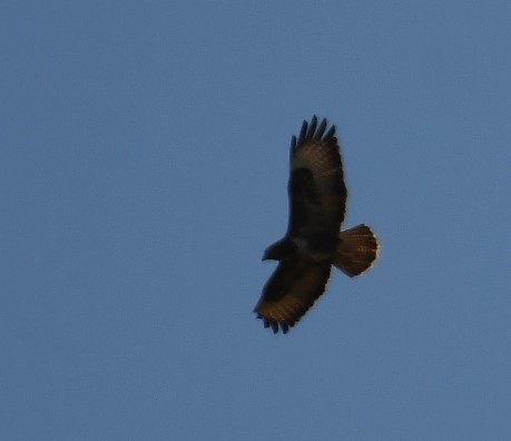 Common Buzzard - Sunanda Vinayachandran