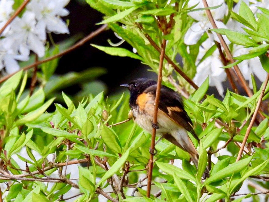 American Redstart - Donna Reis