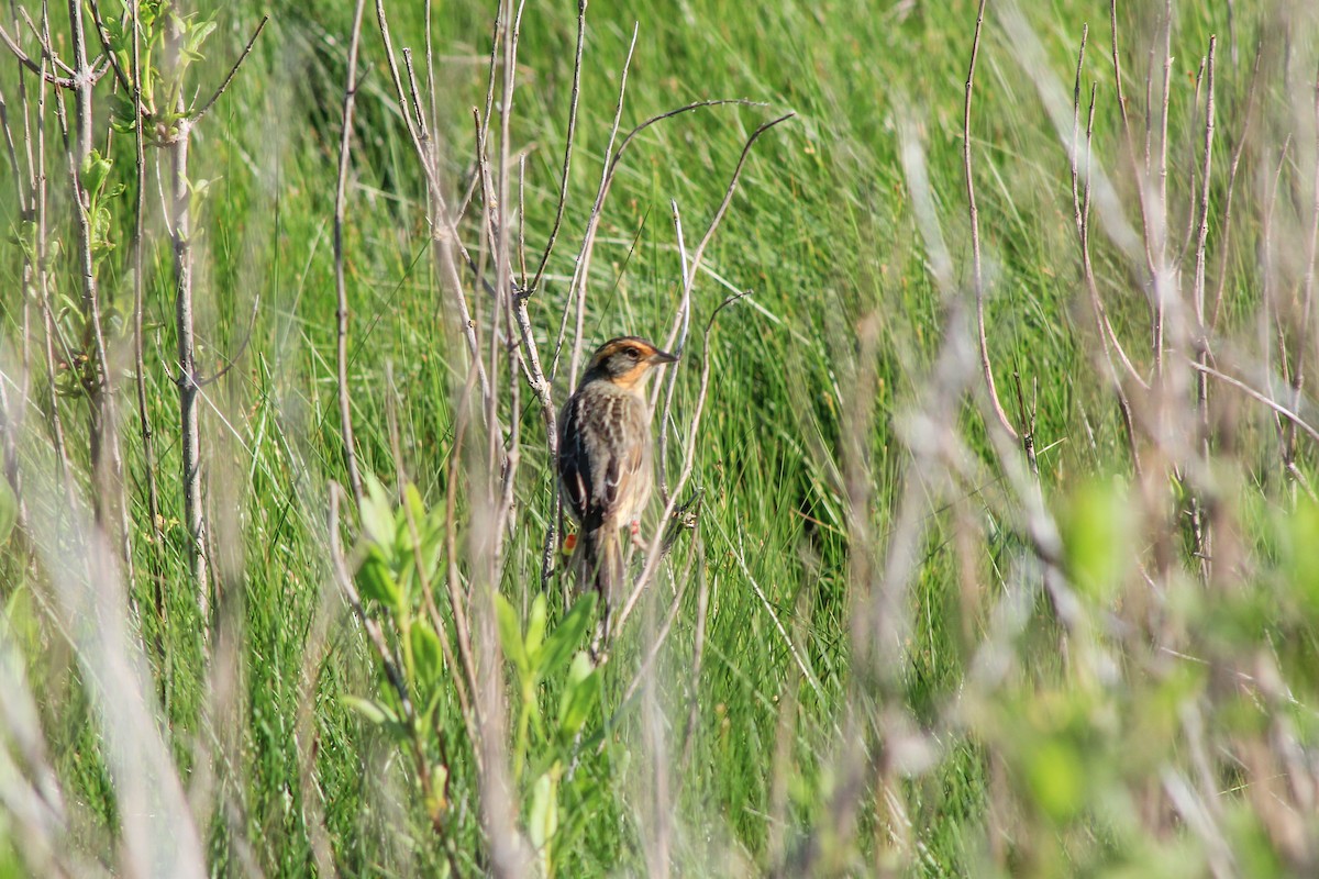 Saltmarsh Sparrow - Holly Hemmalin