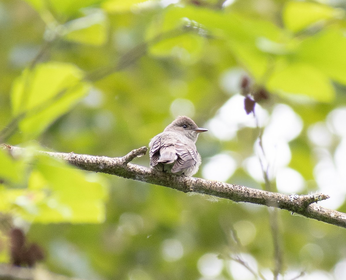 Western Wood-Pewee - Lynda Elkin