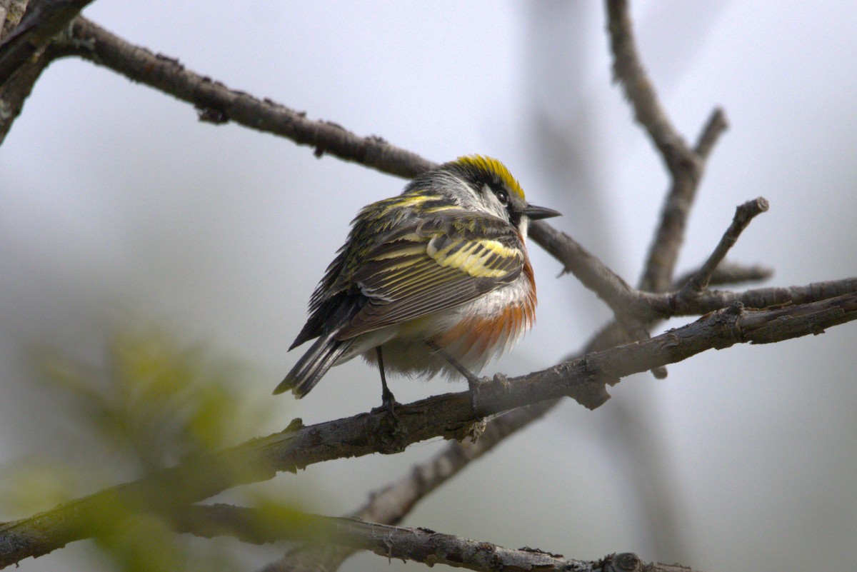 Chestnut-sided Warbler - Michel Marsan