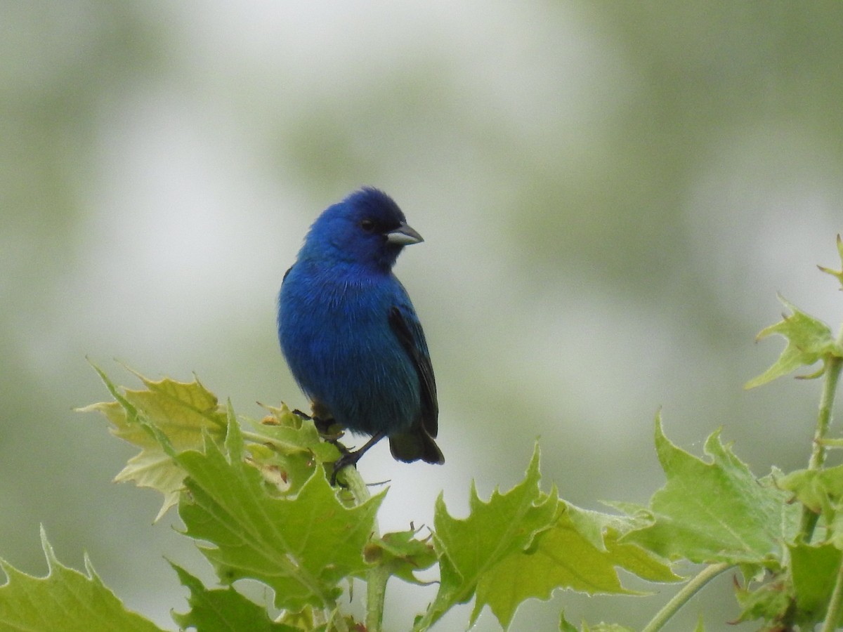 Indigo Bunting - Nancy Tully