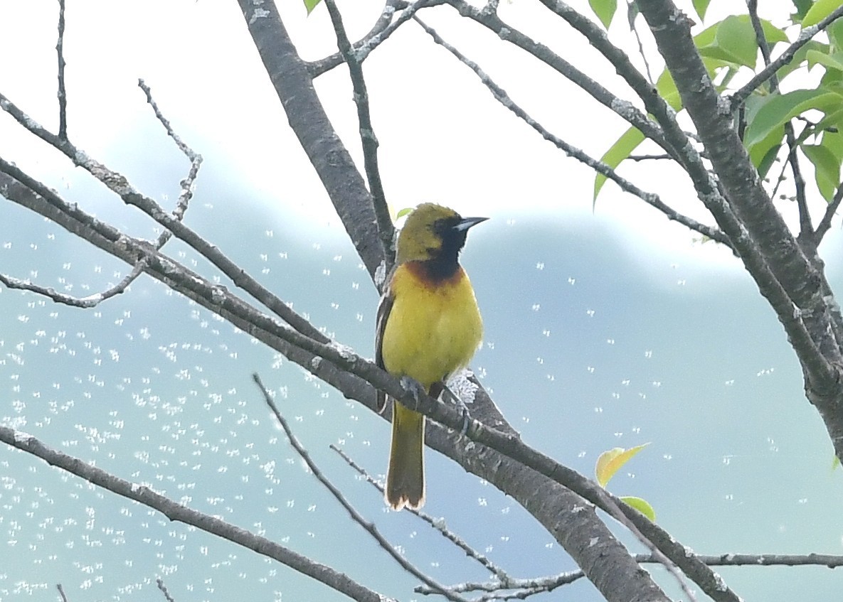 Orchard Oriole - Gary Chapin