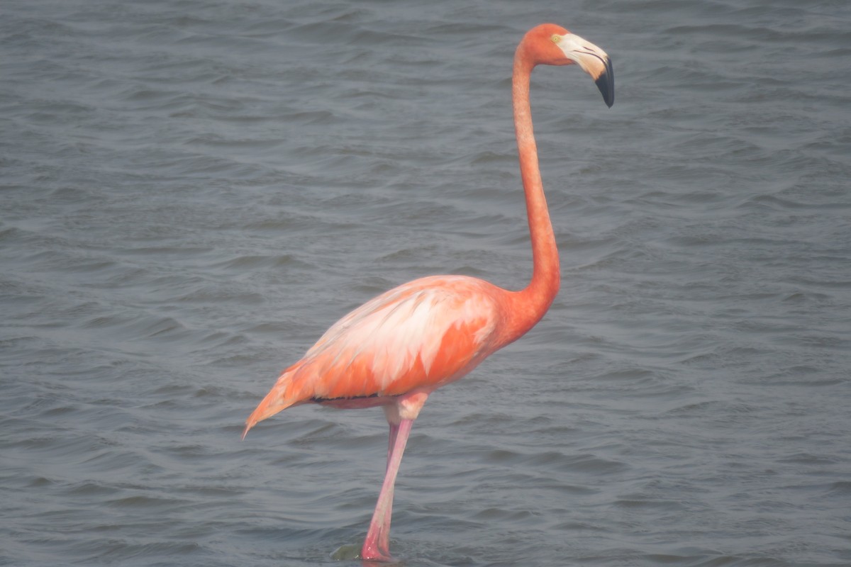 American Flamingo - Mel Cooksey