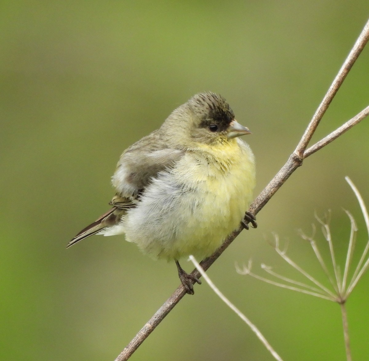 Lesser Goldfinch - ML619533676