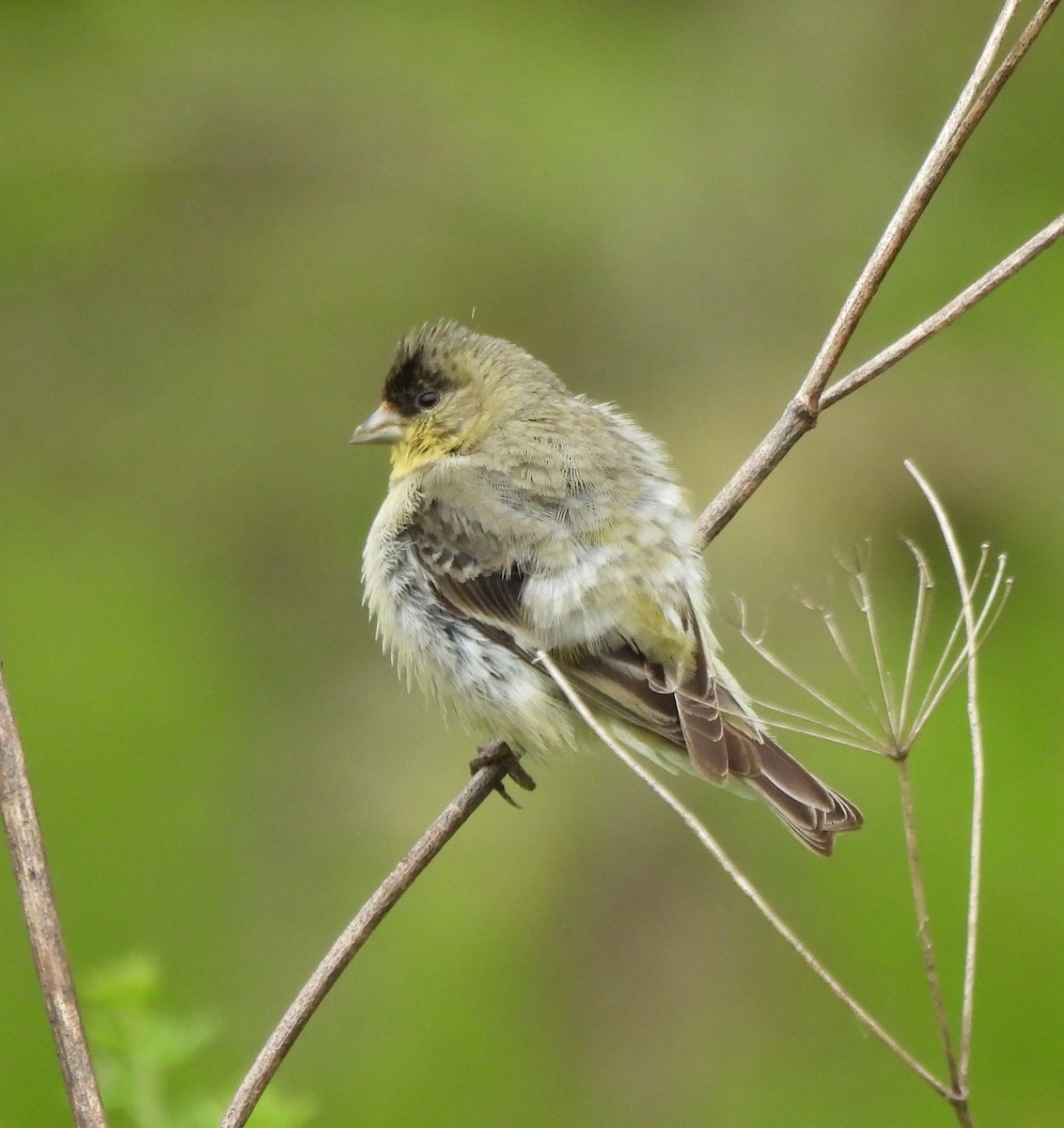 Lesser Goldfinch - ML619533679