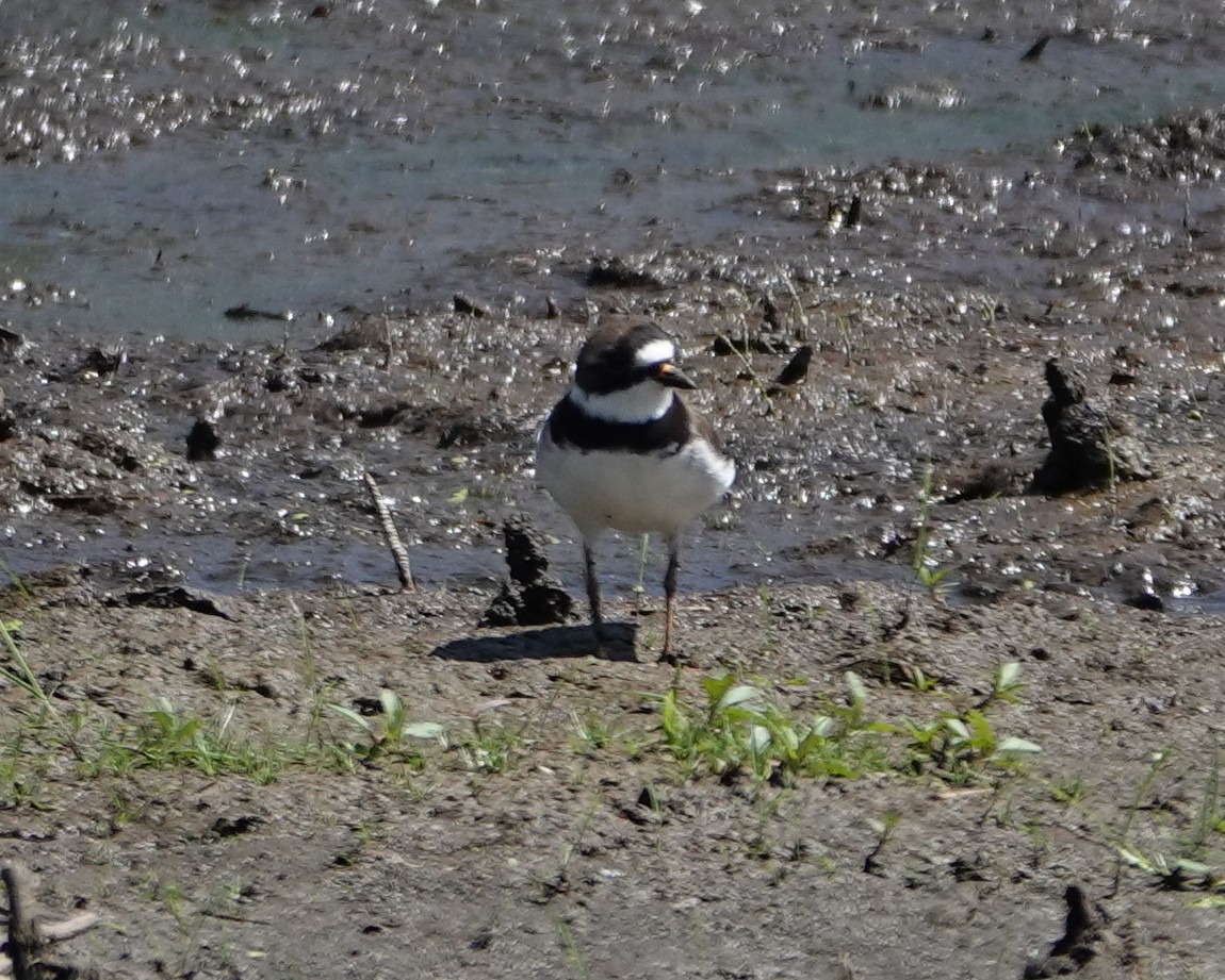 Semipalmated Plover - Michael DeWispelaere