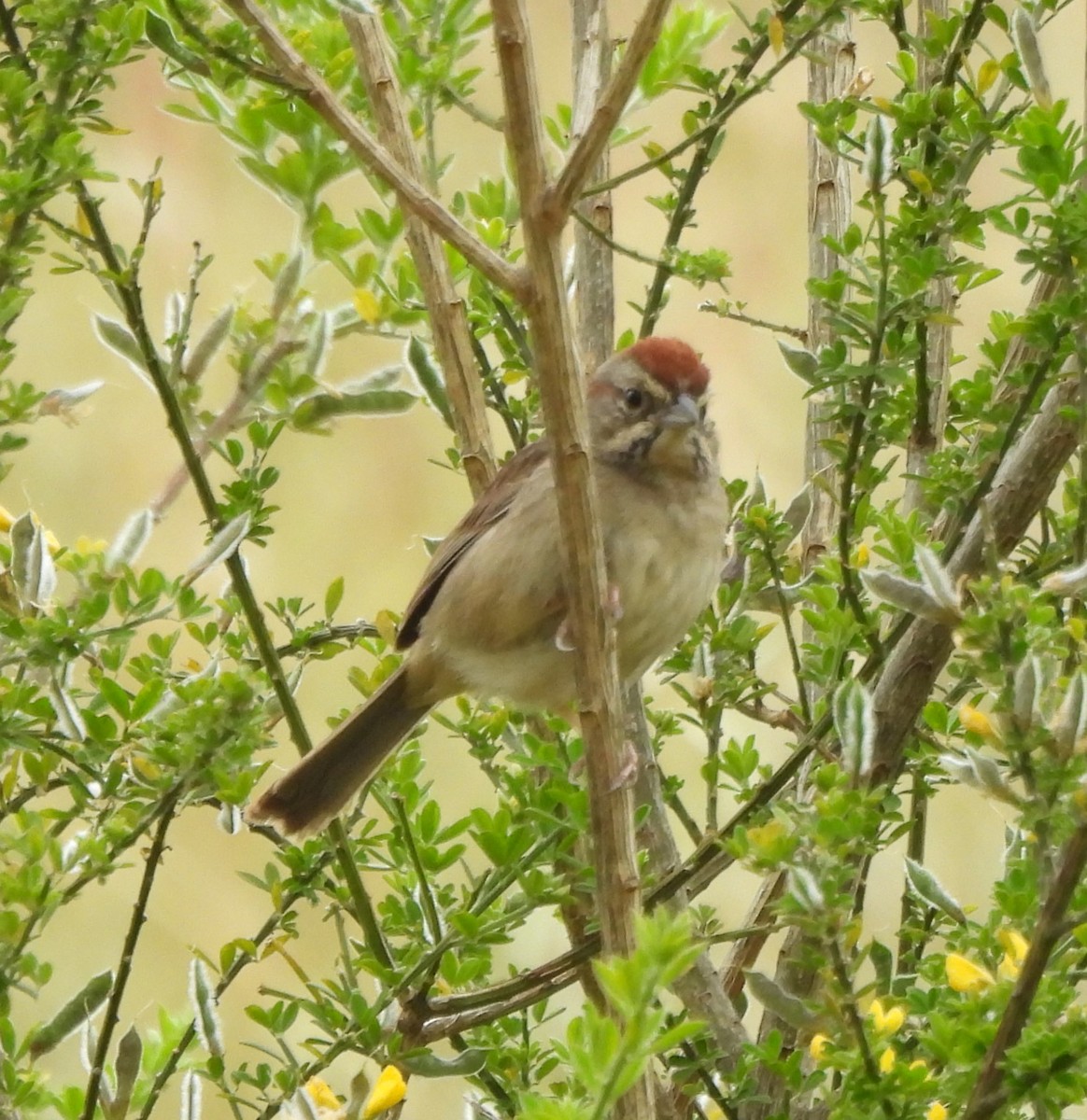 Rufous-crowned Sparrow - Derek Heins